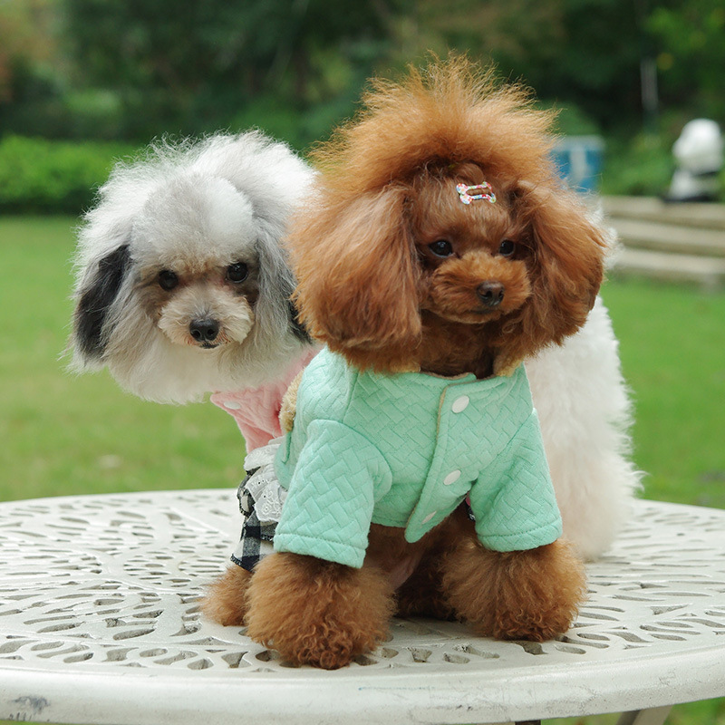 Cute dog in cotton clothes