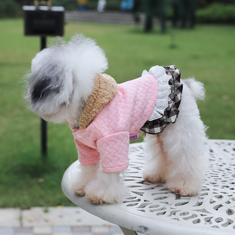 Casual pet outfit