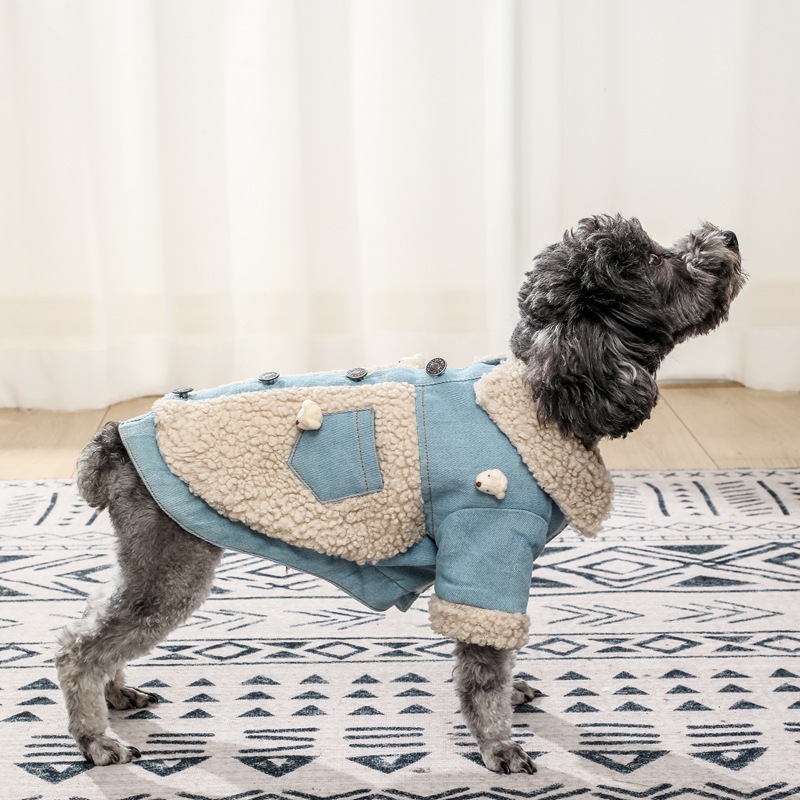 Stylish dog outfit