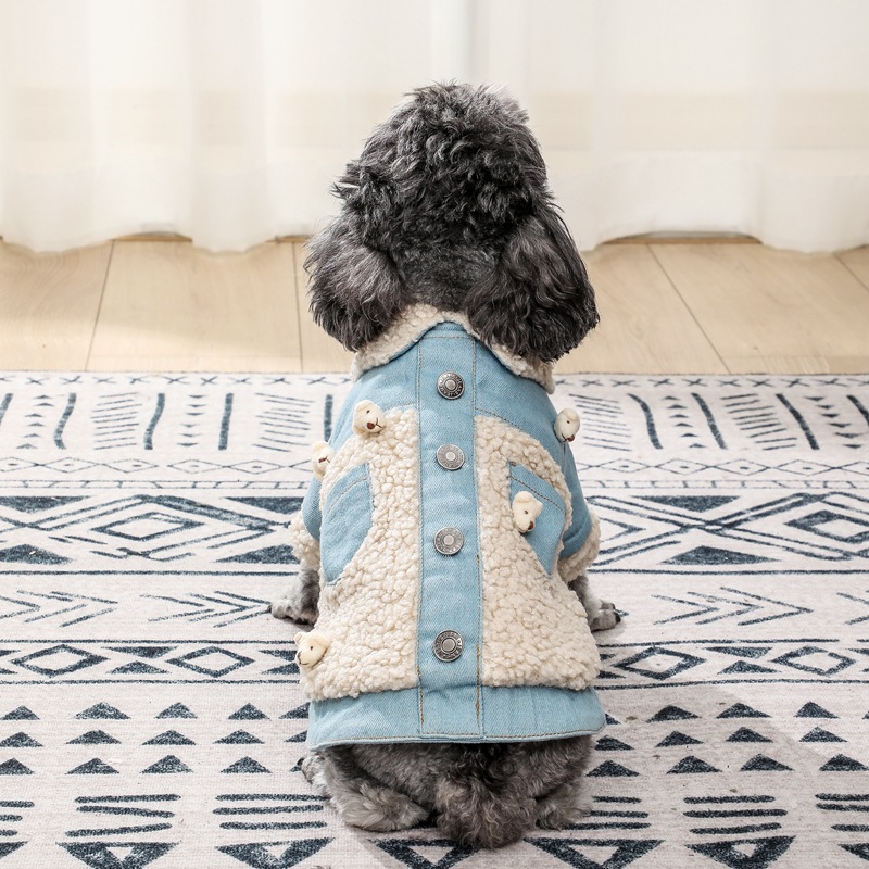 Dog in blue denim clothing