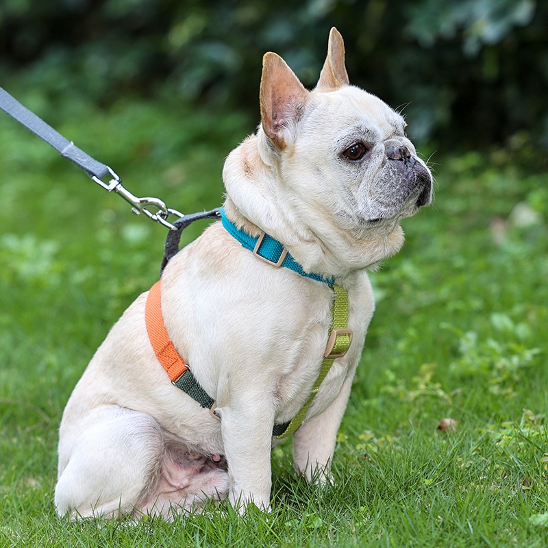 Fresh Six-color H-shaped PET's Chest-back 3