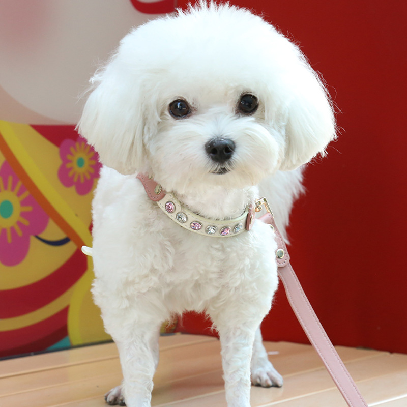 Dog in Pink Suit