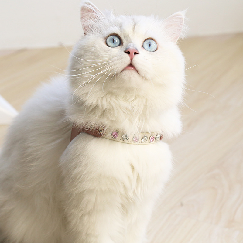 Stylish Cat in Suit