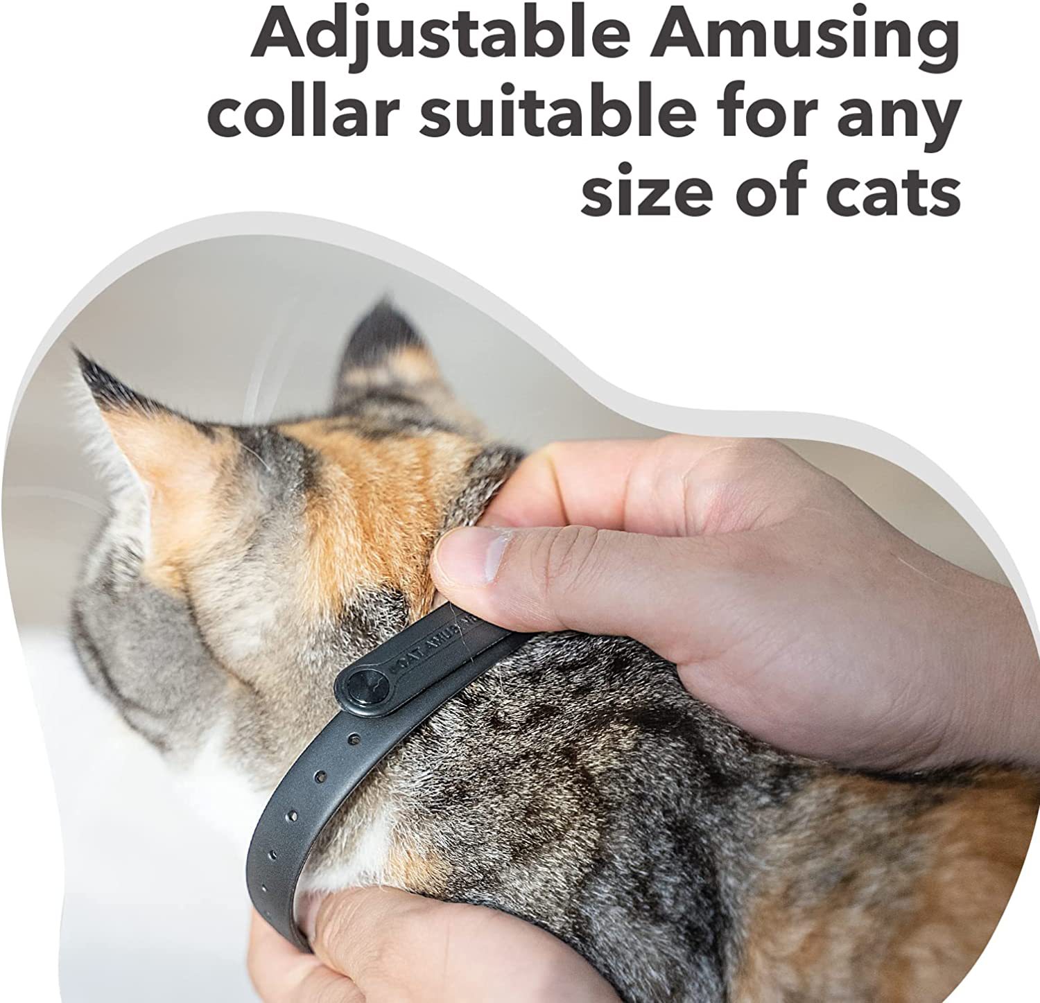 Close-up of Pet Cat Toy Laser Collar