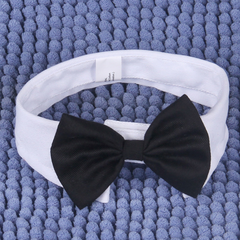 Dog in elegant bowtie
