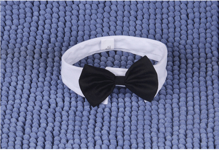 Stylish dog with bowtie