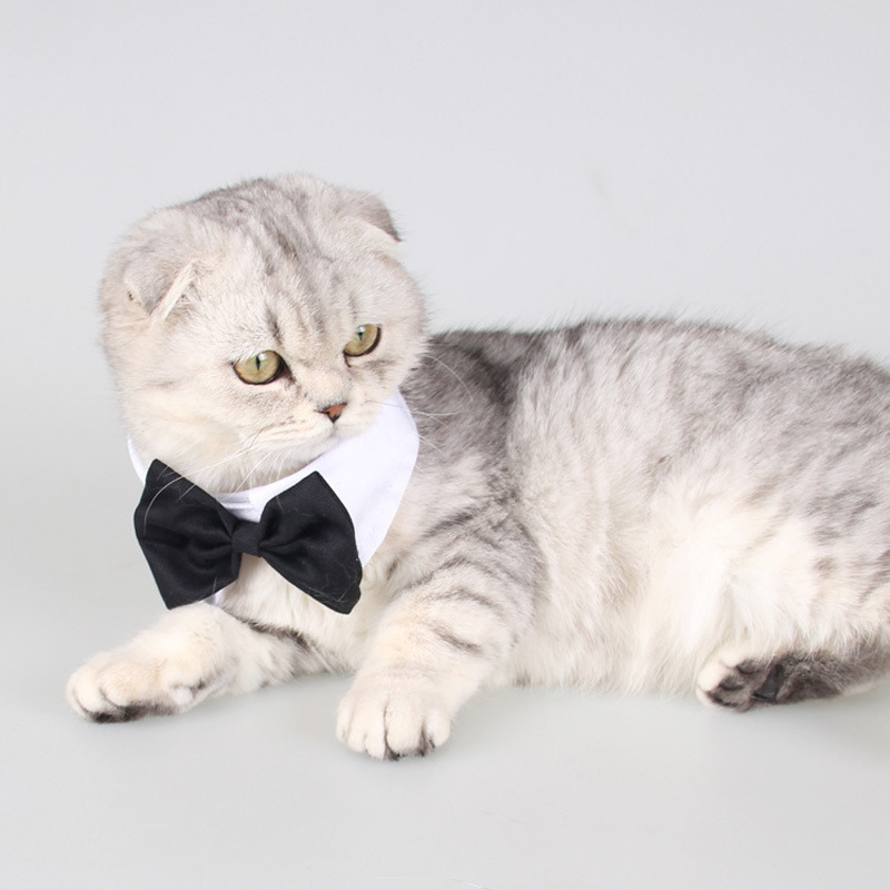 Charming dog with bowtie