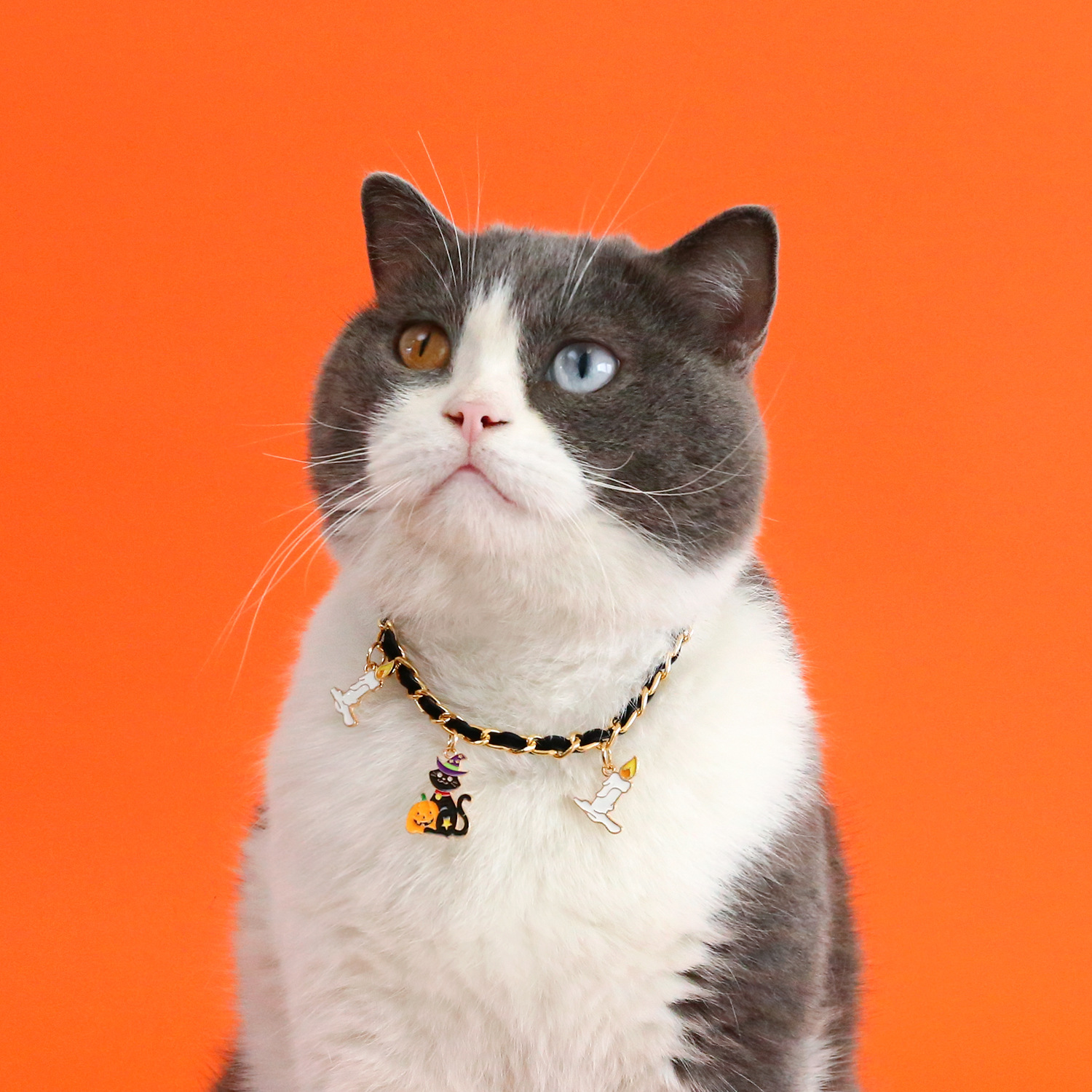 Pet Halloween Collar