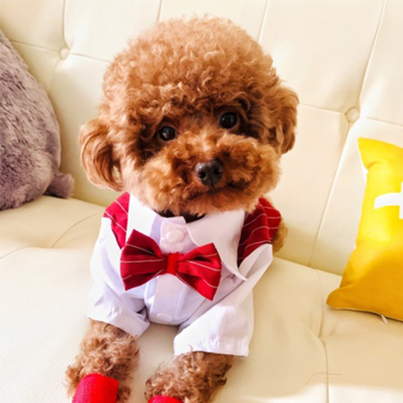 Dog Suit Shirt Color 2