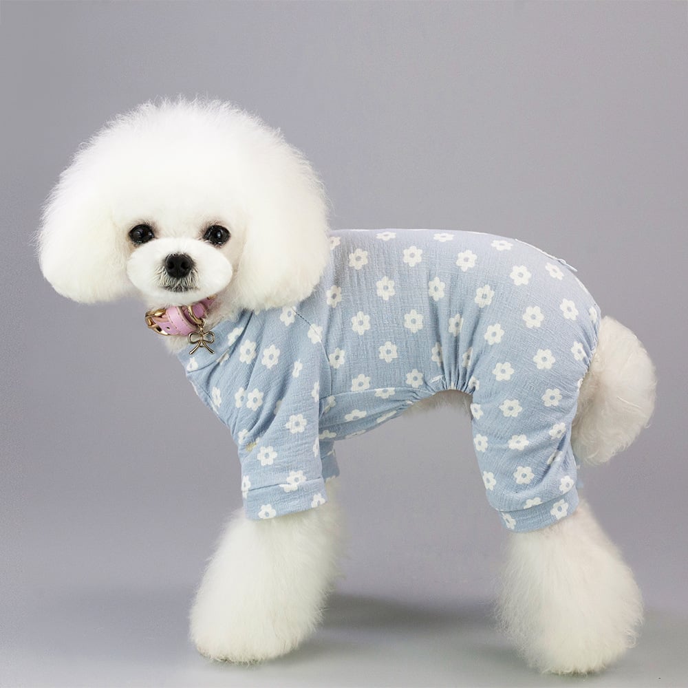 Dog in blue pants