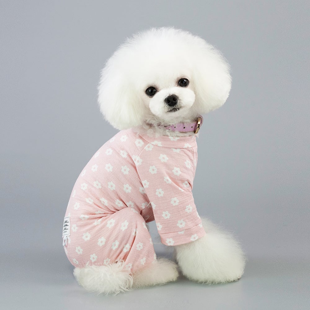 Dog in pink pants