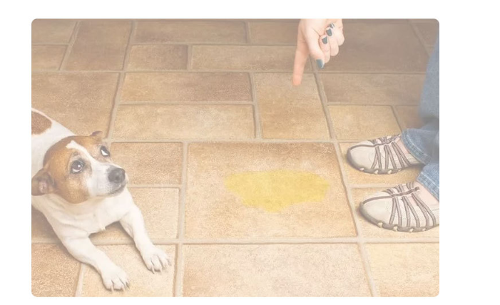 Pet Pad 5