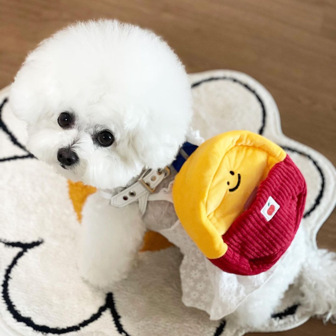 Dog School Bag Toy