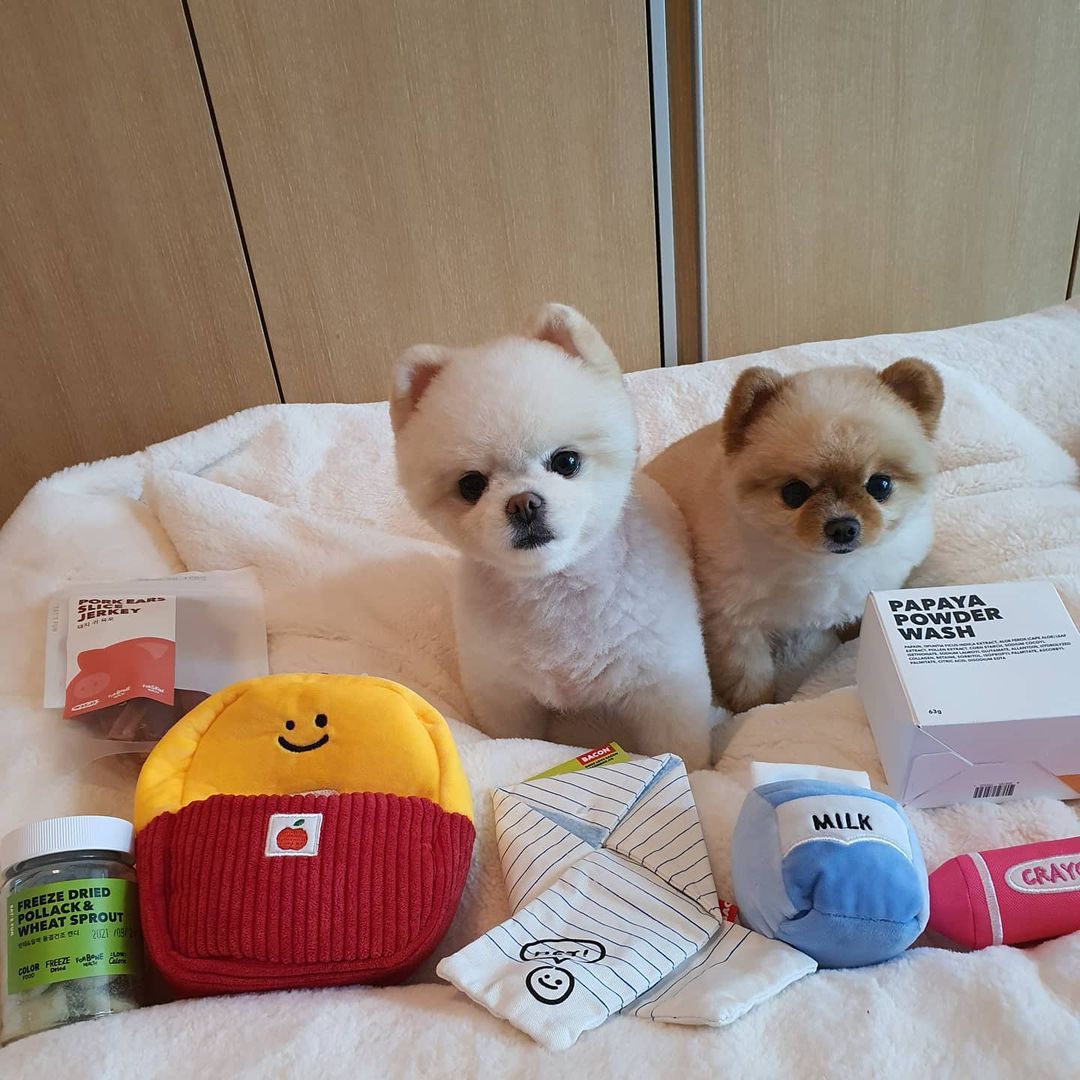 Dog School Bag Toy