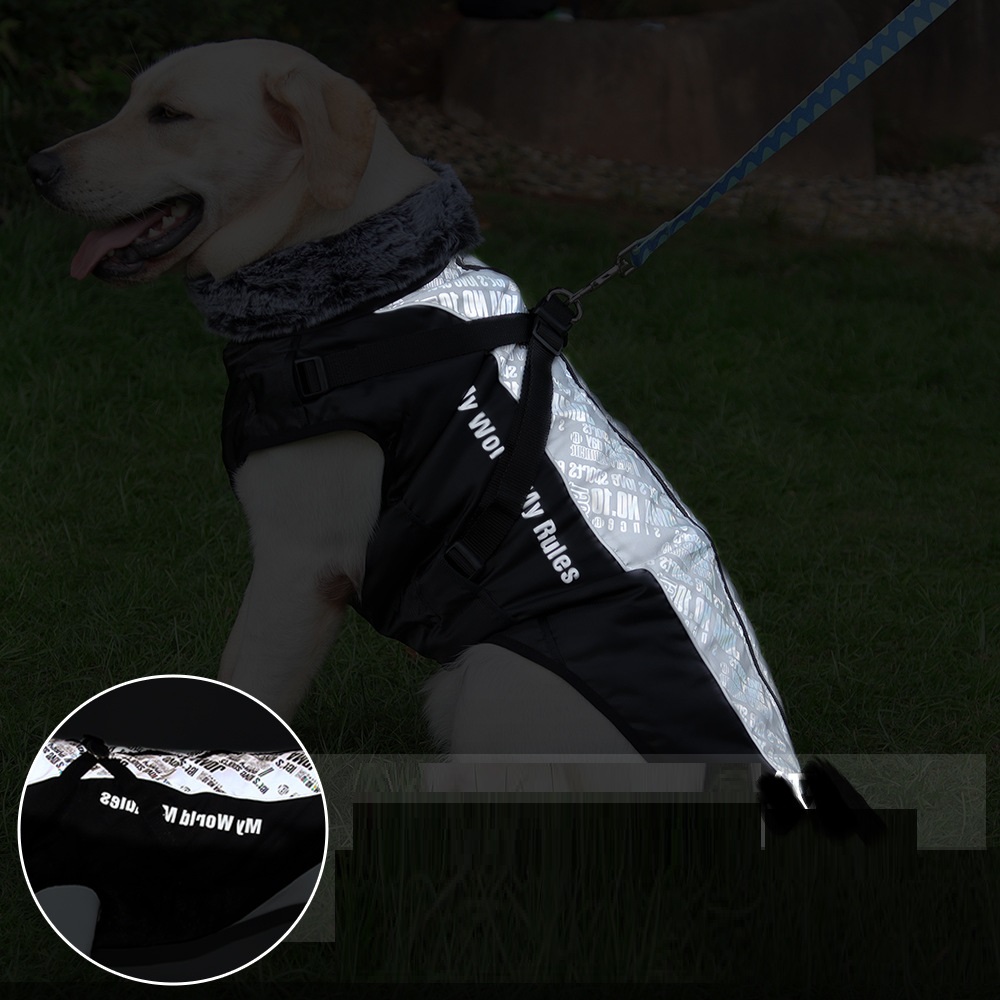 Dog in XXL Jacket