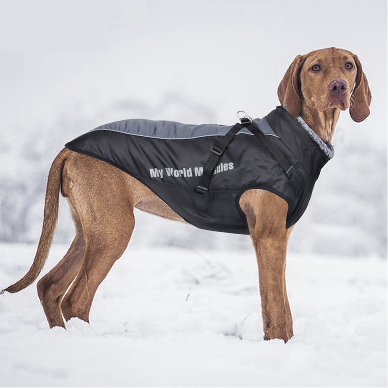Dog in Grapefruit Red Jacket