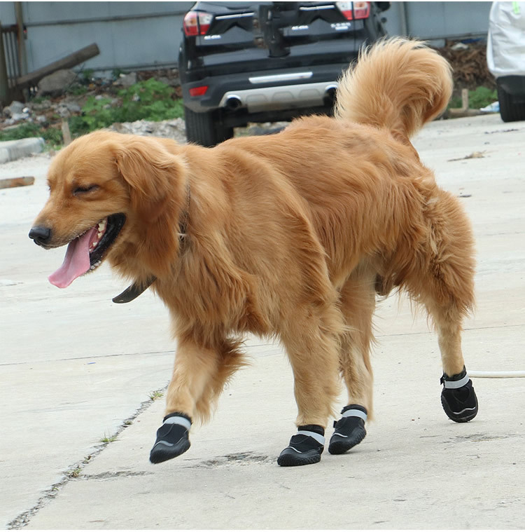 Pet Shoes Image 5