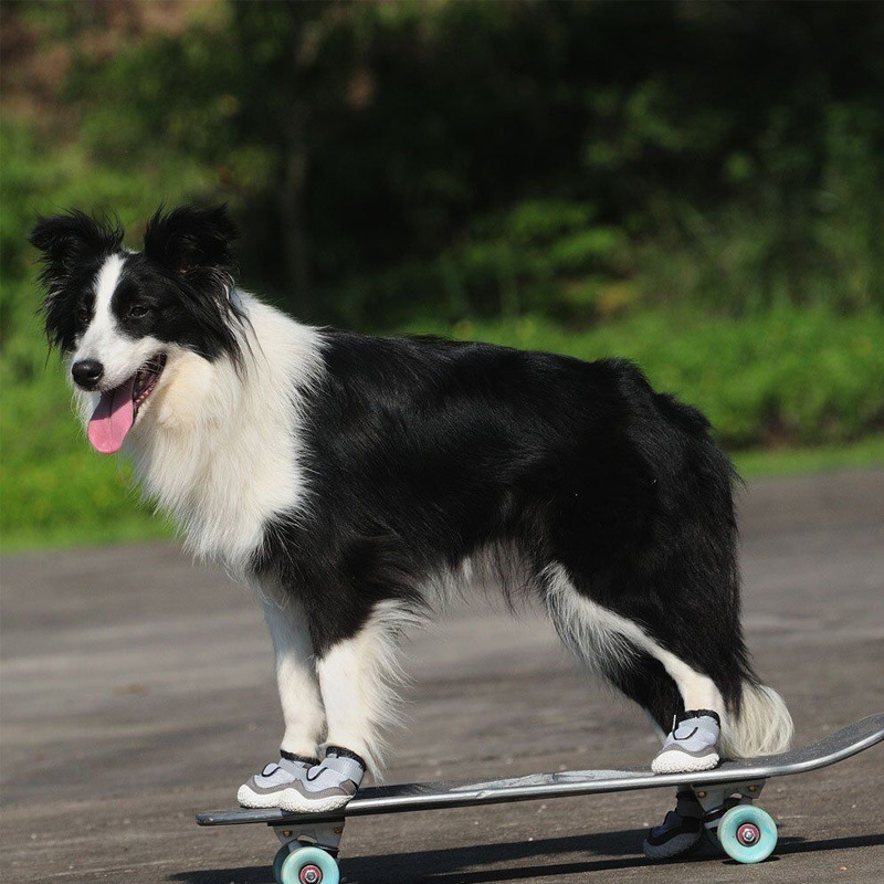 Pet Shoes Image 1