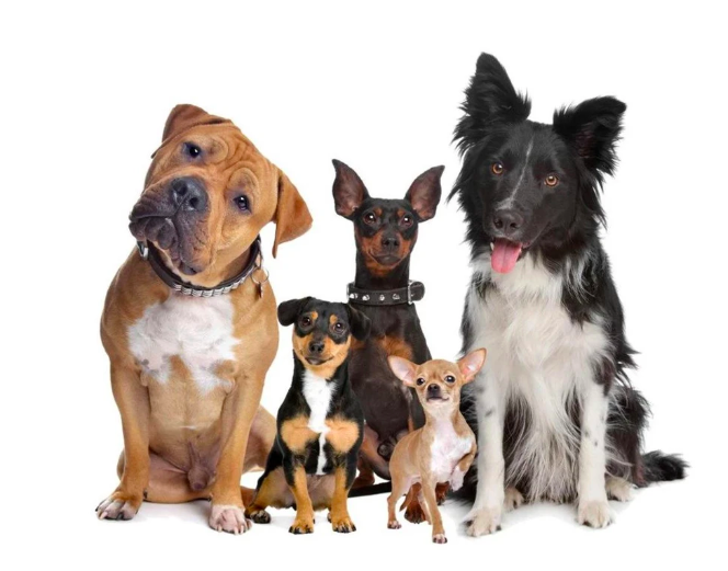 Wireless Pet Trainer Image 2