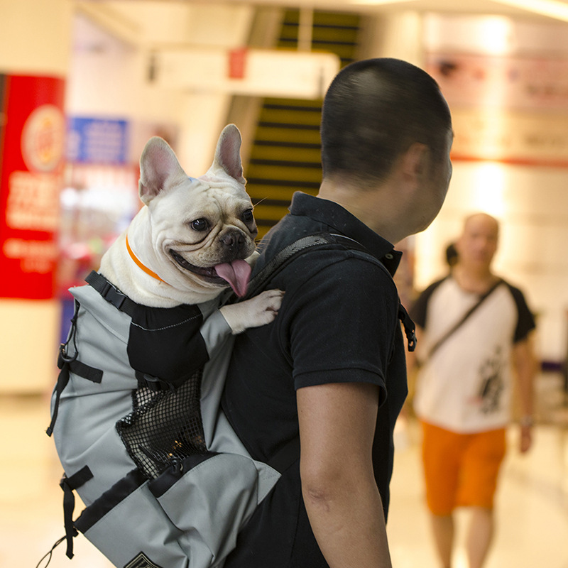 Pet Backpack Lifestyle