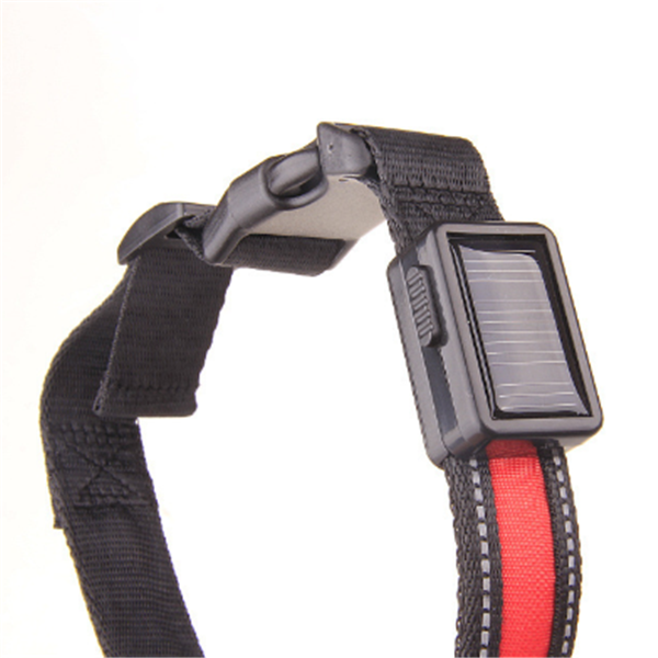 Fluorescent Dog Collar Image 2