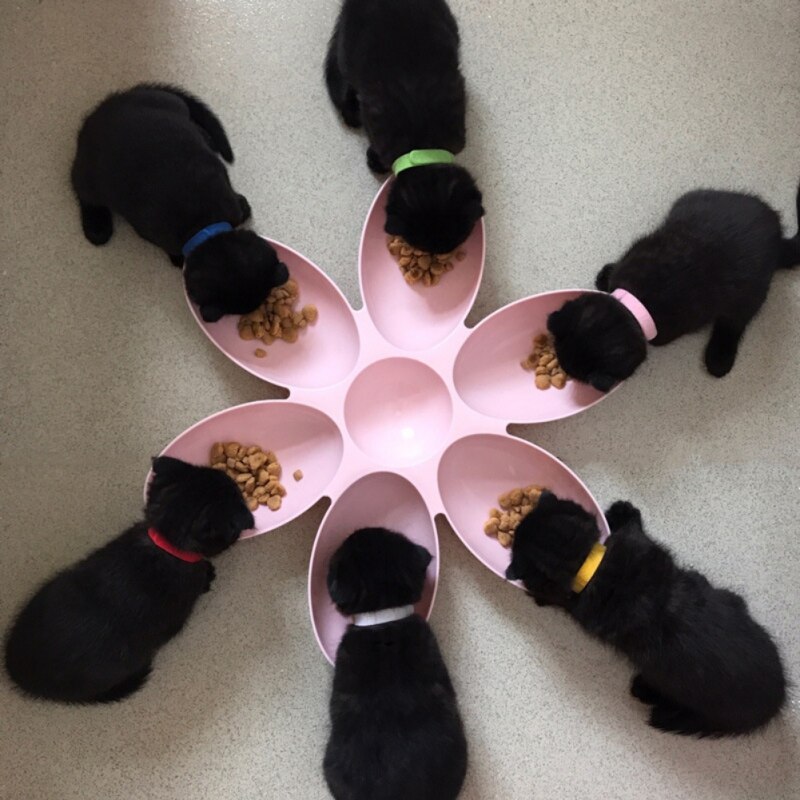 Pink pet bowl