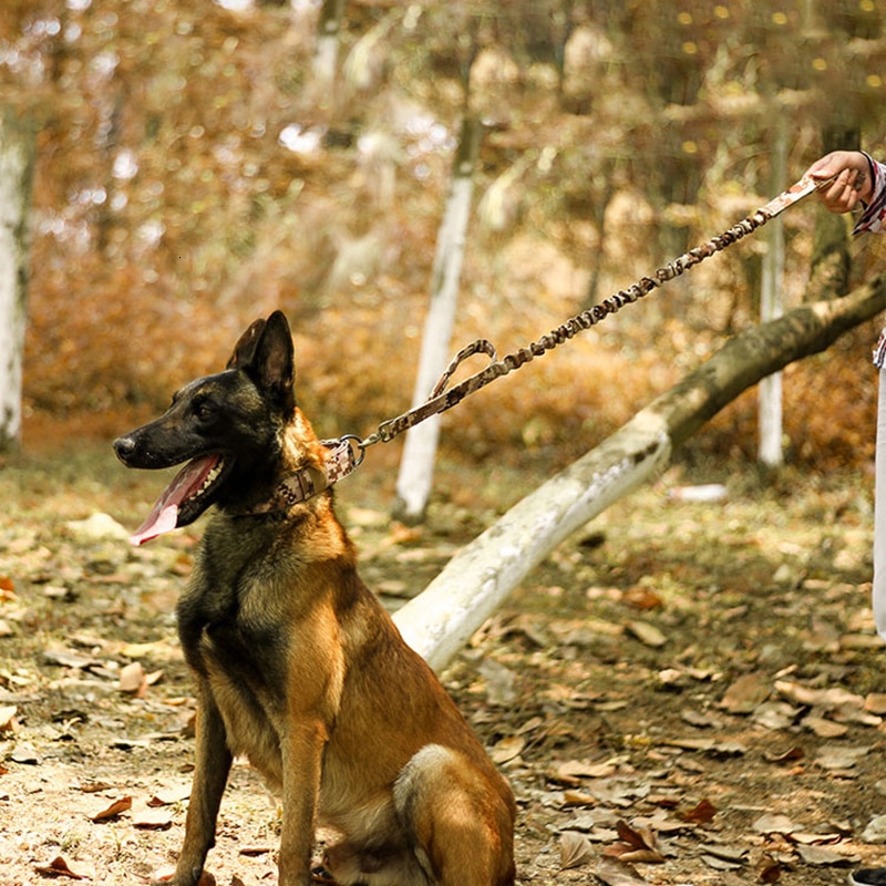 Dog Collar Image 6
