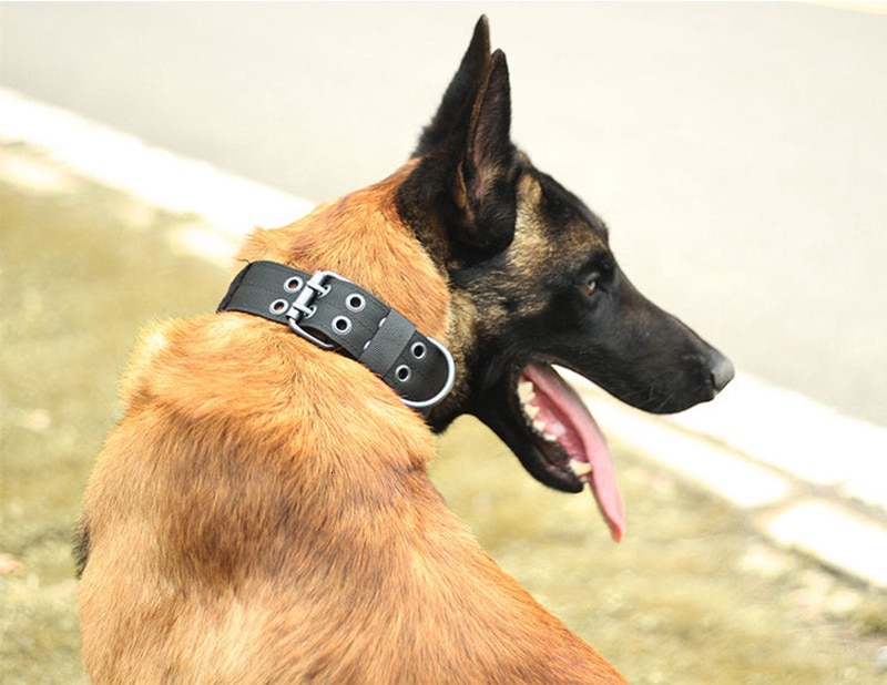 Dog Collar Image 7
