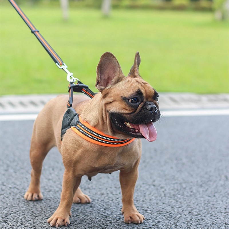 Reflective Leash with dog