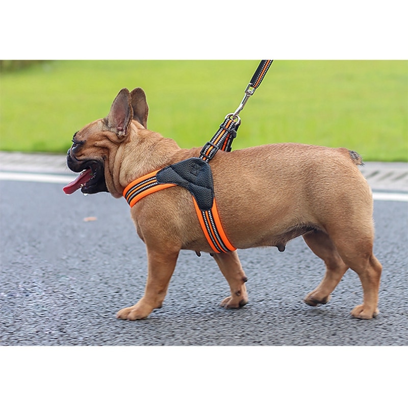 Reflective Leash in action