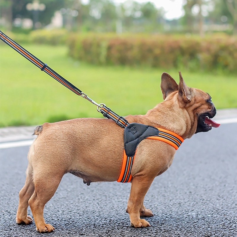 Color options for Reflective Leash