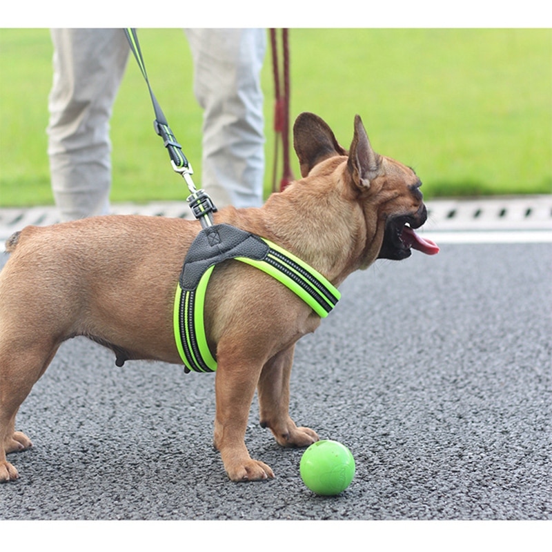 Reflective Leash on a dog