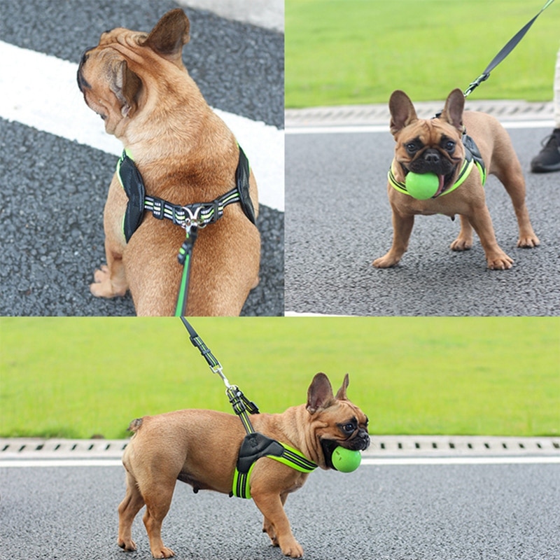 Reflective Leash features
