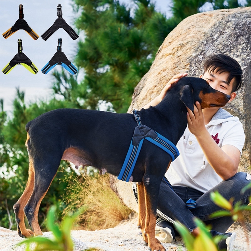 Reflective Leash with dog owner