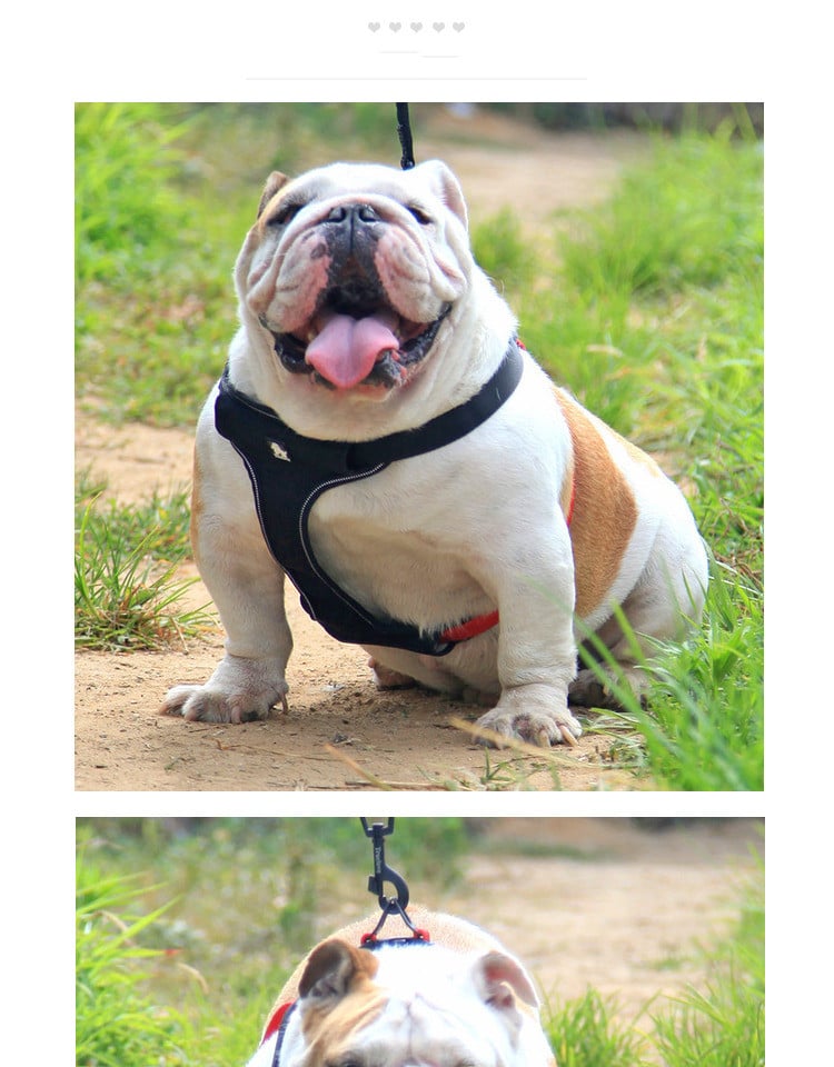 Dog Leash 1