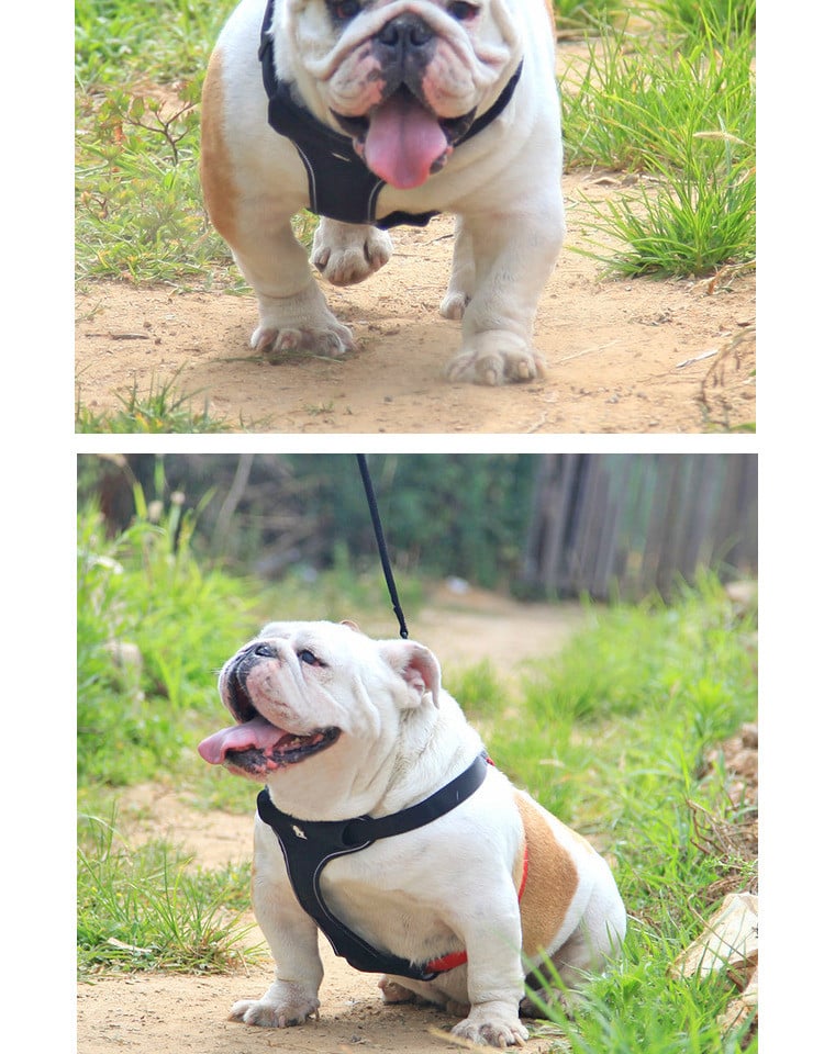 Dog Leash 2