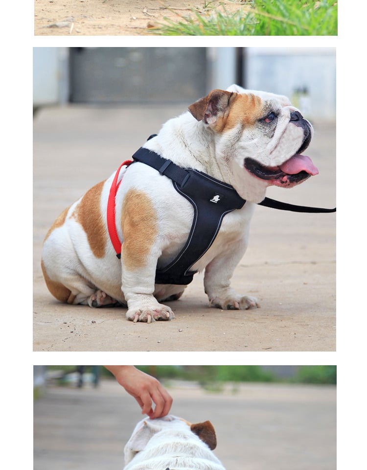 Dog Leash 3