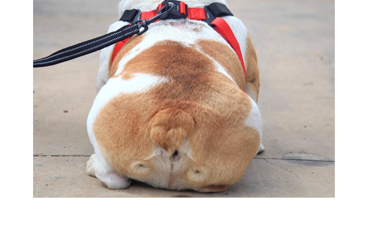 Dog Leash 4