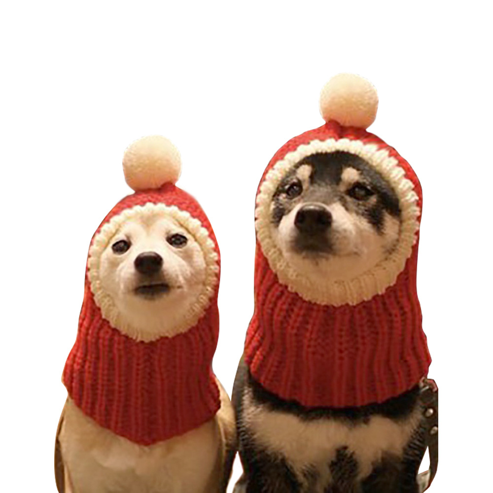 Dog with headgear 3